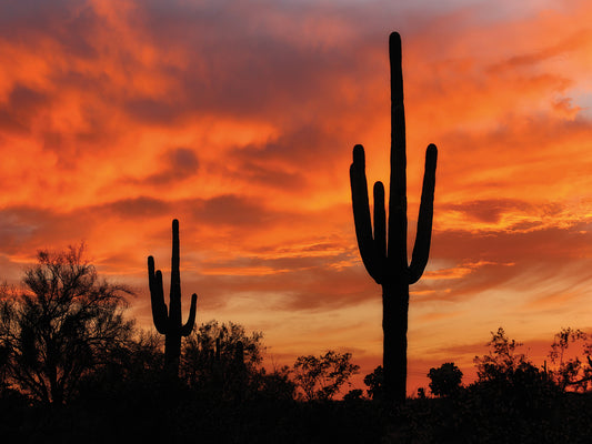 Saguaros Amazing Sunset 5 Canvas Art