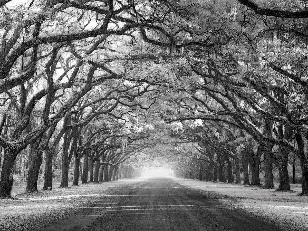 Wormsloe Inf Light