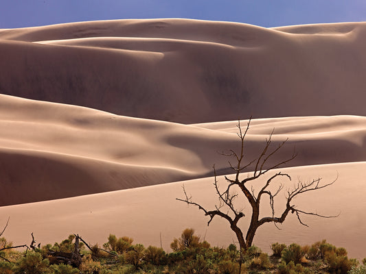 Great Sand Dunes NP Tree 6