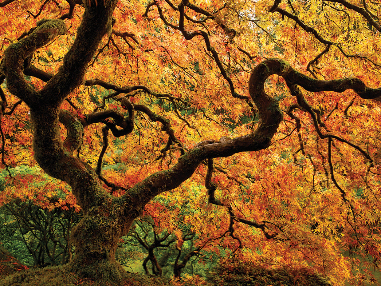 Portland Japanese Garden