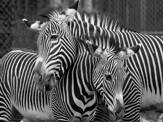 Zebras Canvas Art