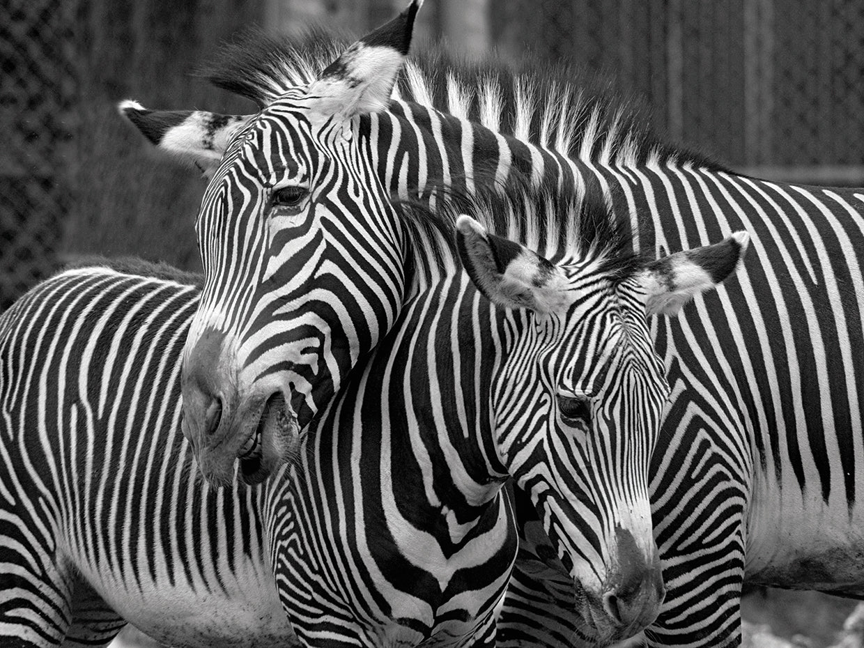 Zebras