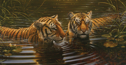 Couple of Tigers 2 Canvas Art