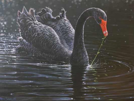 Black Swan Canvas Art