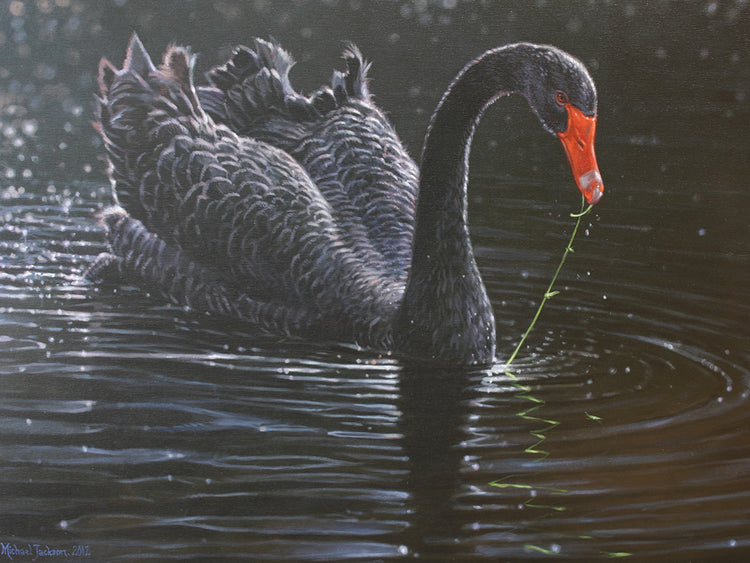 Arte de la lona del cisne negro