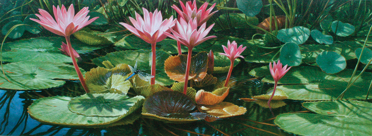 Lily Pond