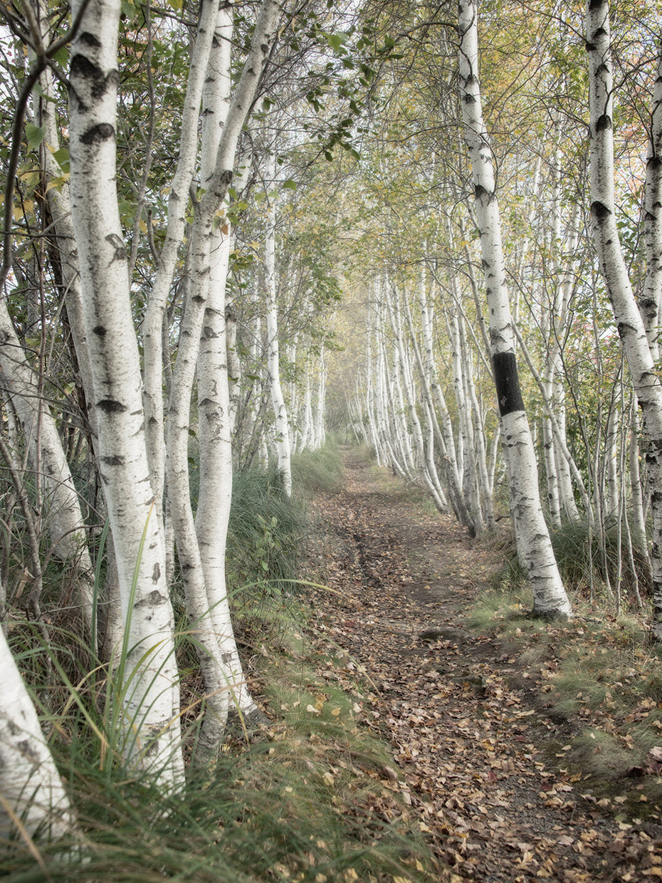 Birch Trail