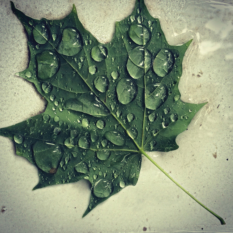 Maple Drops