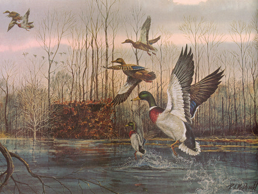 Ducks Canvas Print