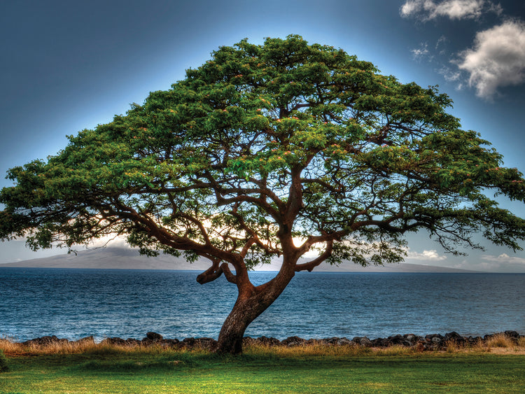 Tree Blocking the Ocean View