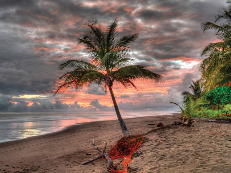 Palm Tree on Shore