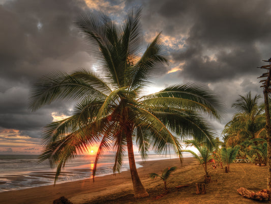 Palm Tree on Shore 2 Canvas Print