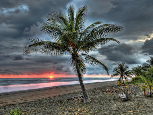 Palm Tree on Shore 3 Canvas Print