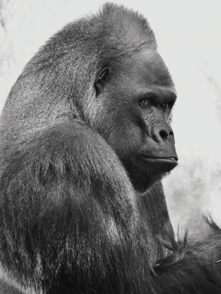 Gorilla 2 B&w