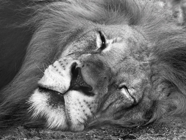 B&W Lion