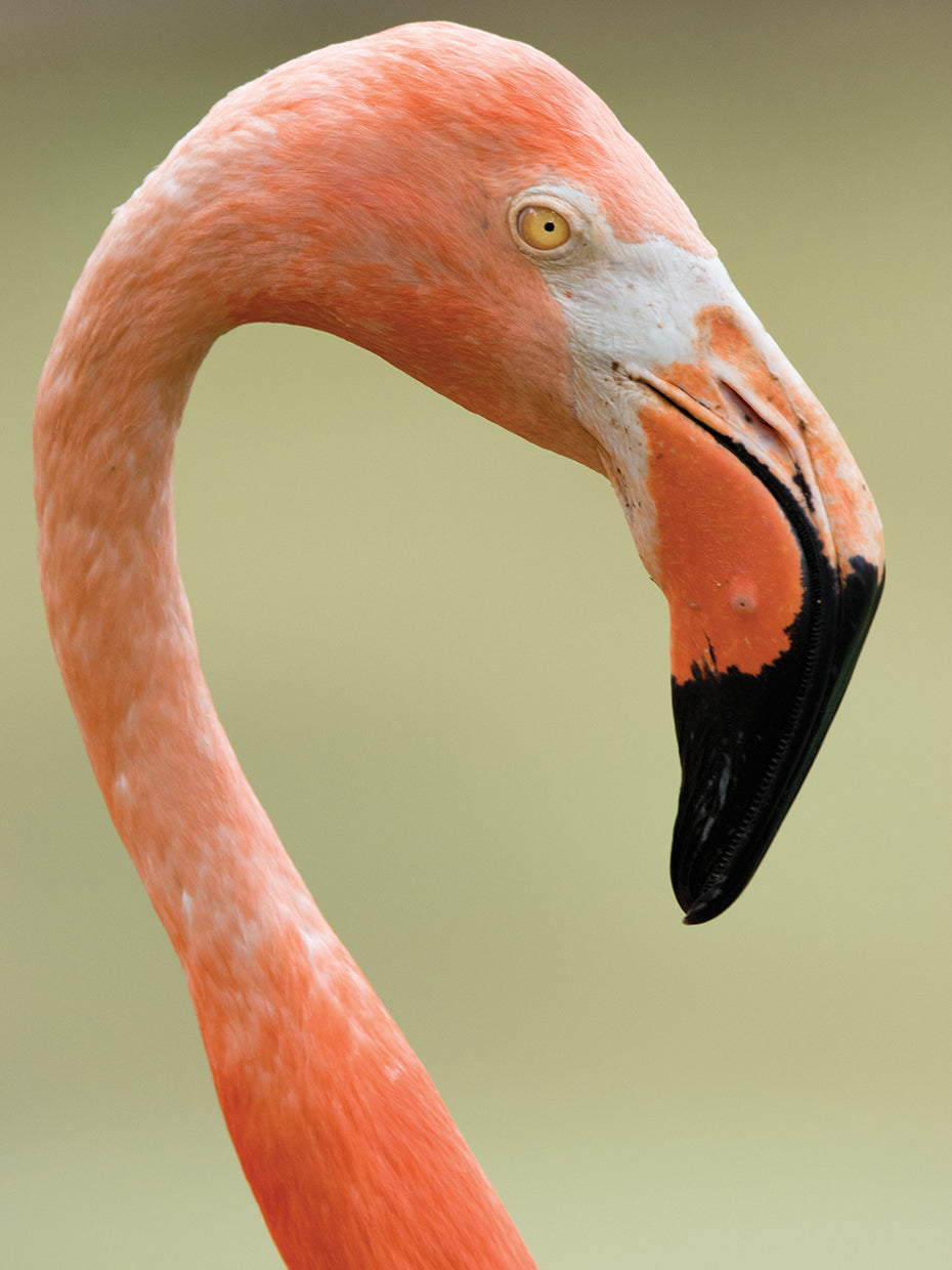 Flamingo 3