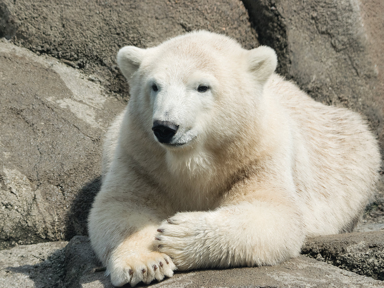 Polar Bear 3