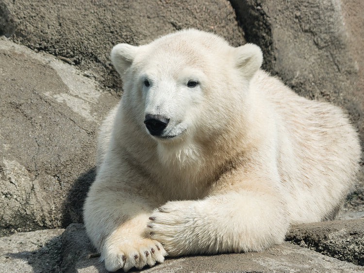 Polar Bear 3