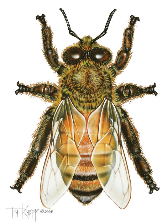 Drone Honey Bee Canvas Print