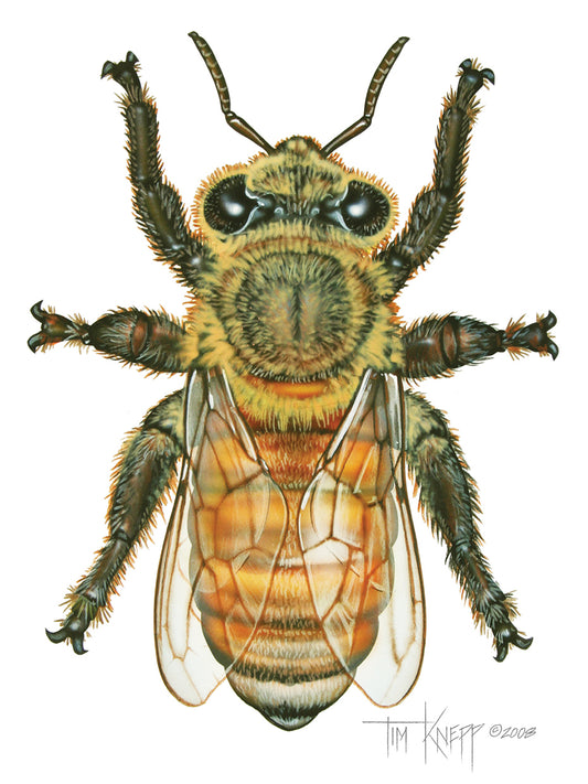Worker Honey Bee Canvas Print