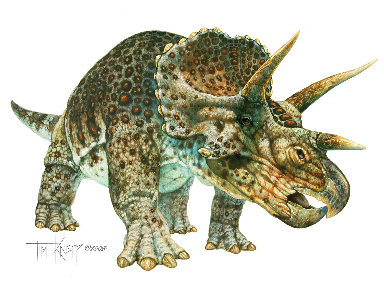 Triceratops