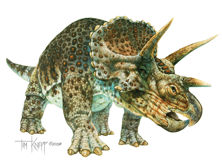 Triceratops