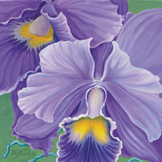 Orchid Series 3