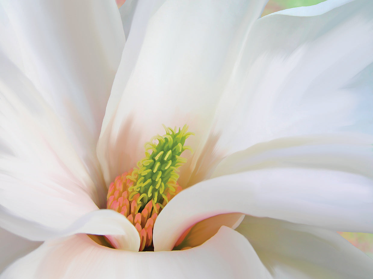Magnoliaceae