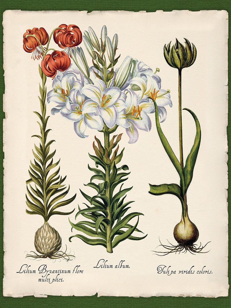 Botanica Nostalgia III