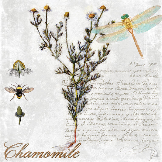 Botanical Garden Chamomile Herb Canvas Print