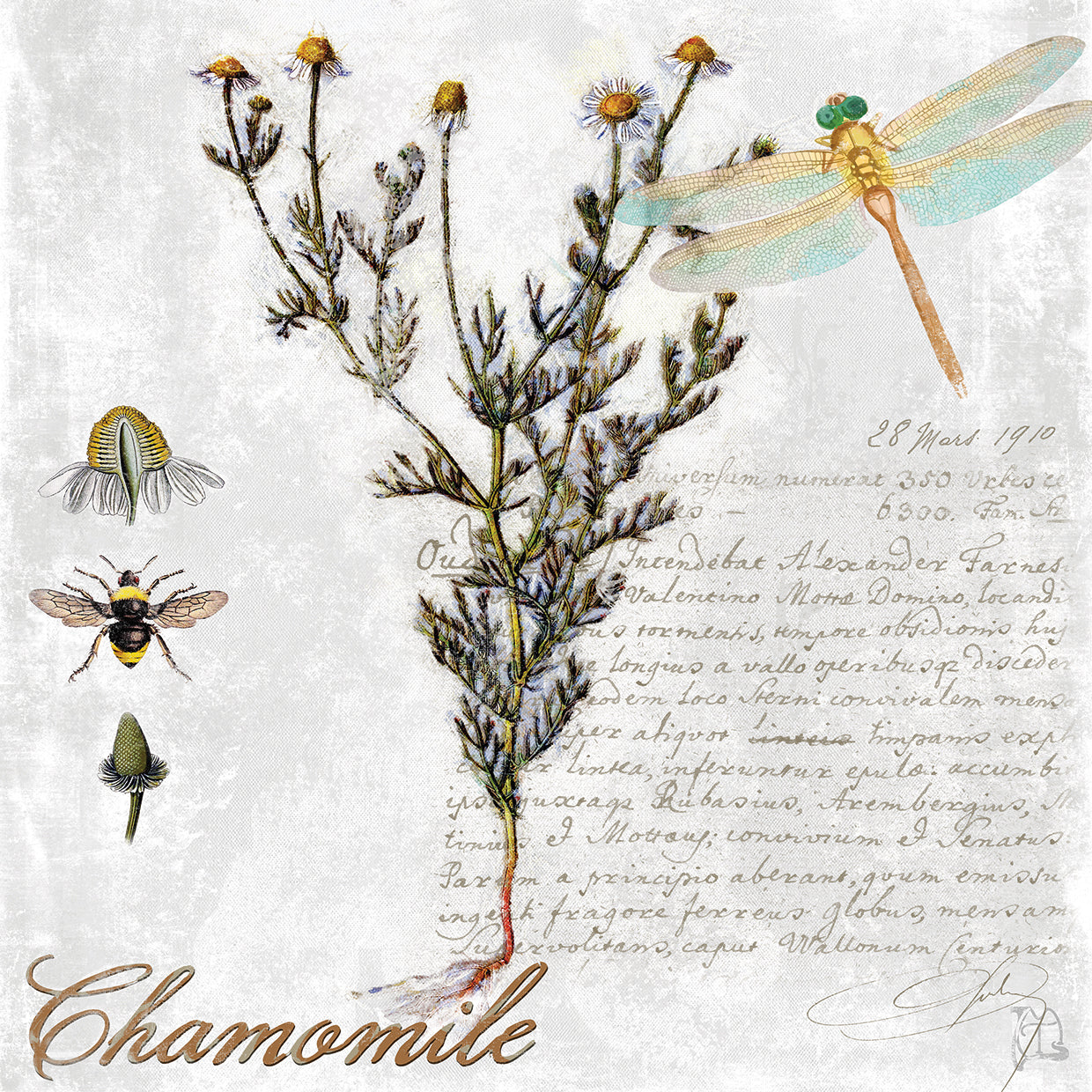 Botanical Garden Chamomile Herb