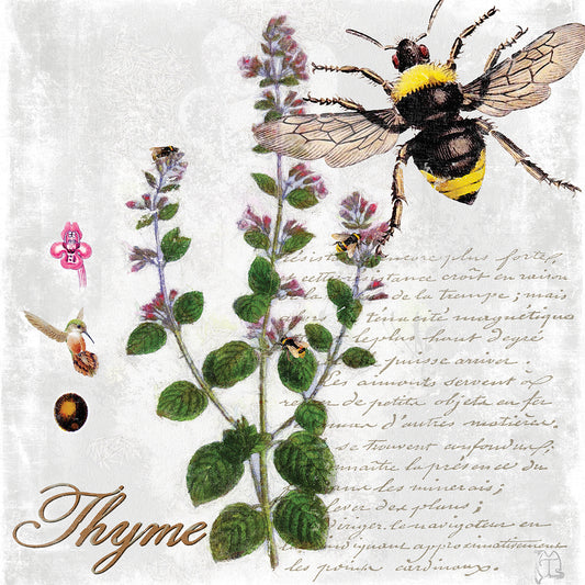 Botanical Garden Thyme Herb Canvas Print