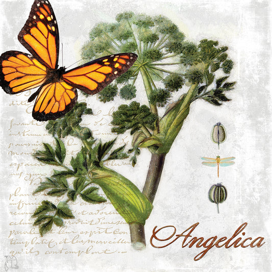 Botanical Gardern Angelica Herb Canvas Print