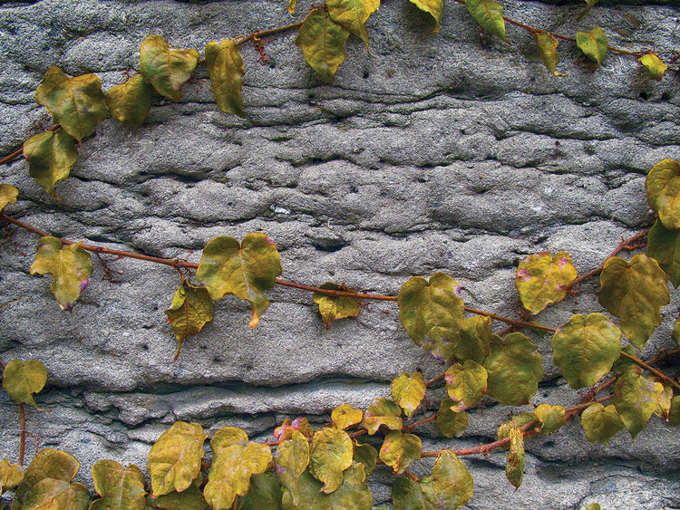 Old Montreal Ancient Wall and Ivy