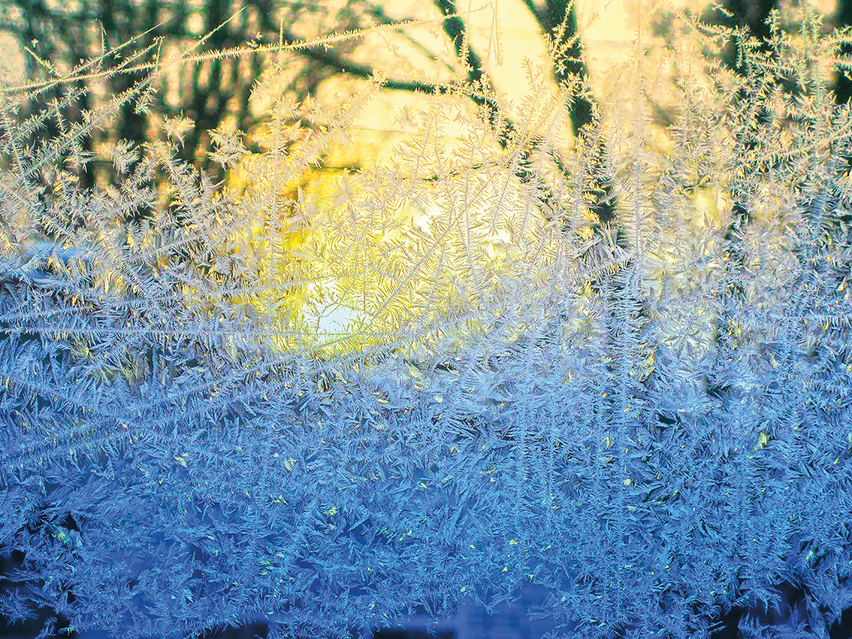 Ice Forest