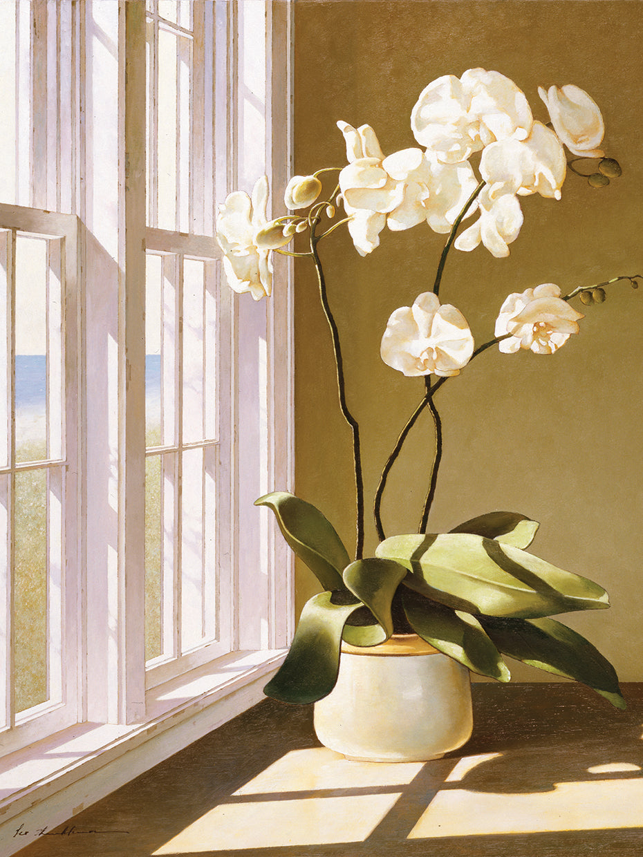 Pot Of Orchids