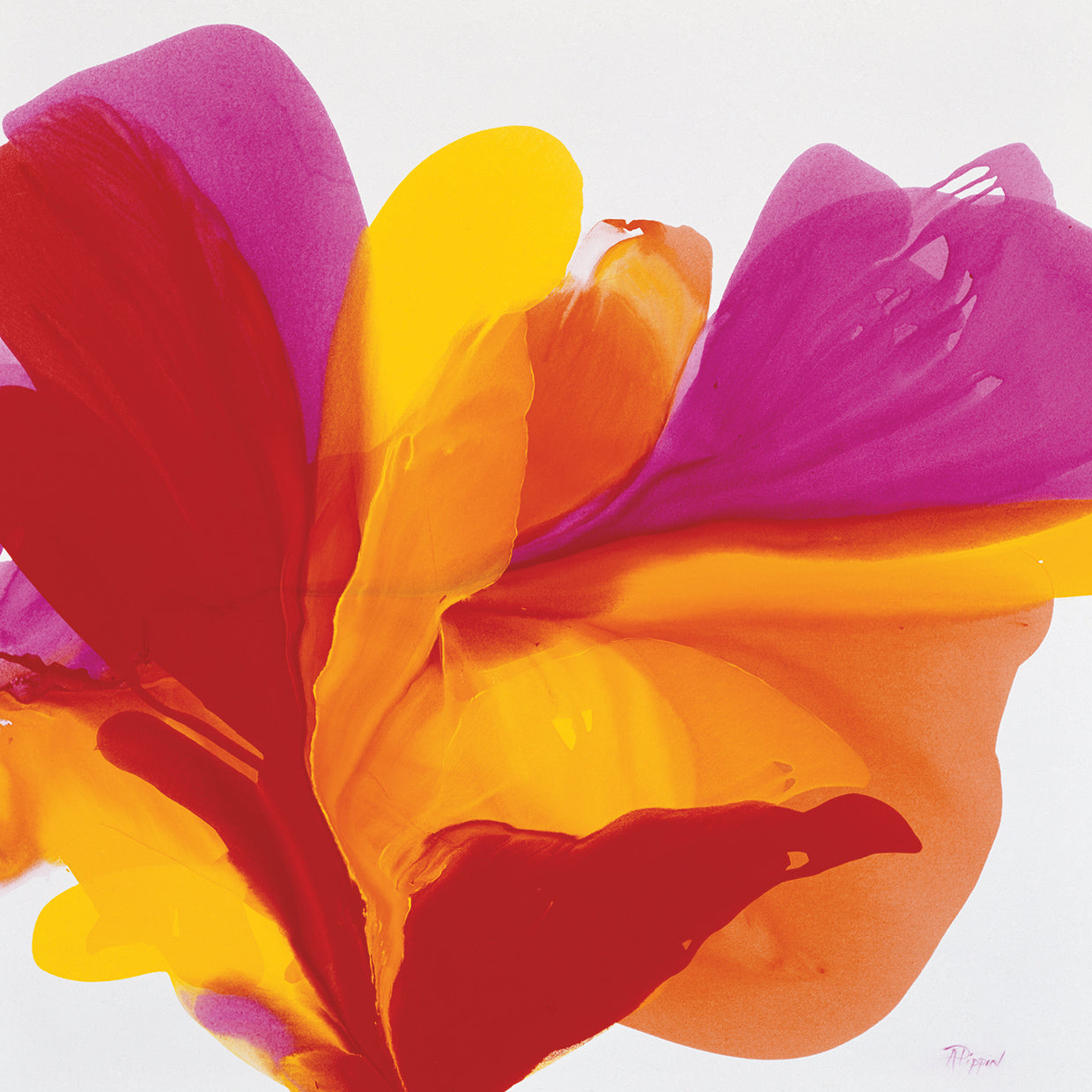 Opening My Face to the Sun