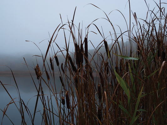 Cattails In Morning Fog Along Pond Canvas Art