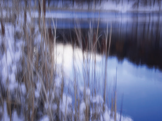 Reeds In Snow Along Pond Canvas Art