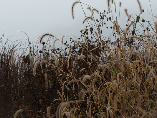 Sedgegrass Porcupines In Morning Fog Canvas Art
