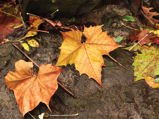 Colorful Maple Leaves Upon Rocks Canvas Art