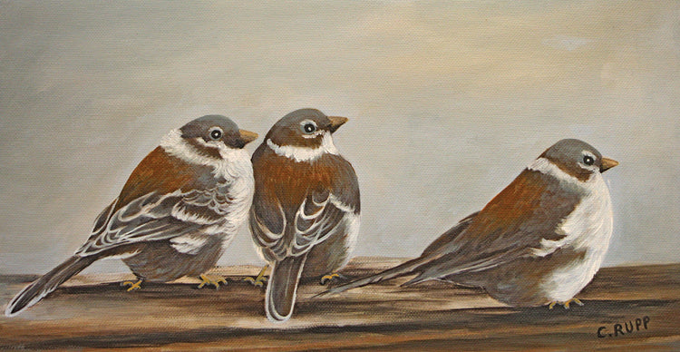 Chickadees on the Deck