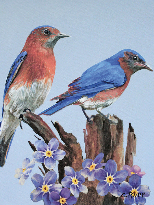 Eastern Bluebird Duo Canvas Print