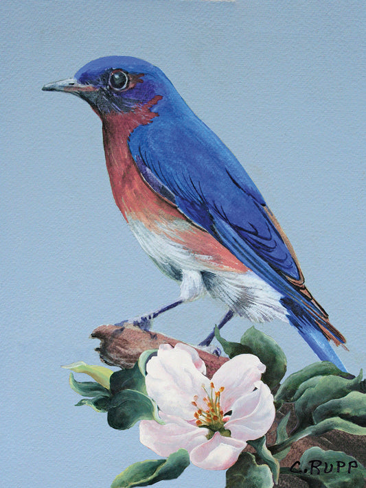 Eastern Bluebird Canvas Print