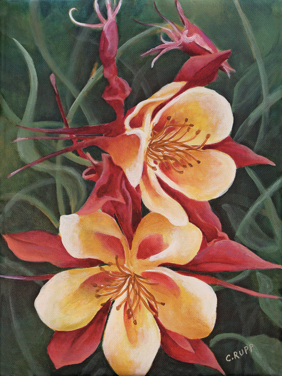 Red and Yellow Columbine