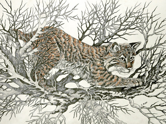 Bobcat Prowl Canvas Art
