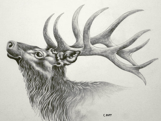 Elk Posing Canvas Art