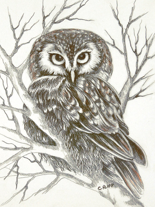 Owlet Canvas Print