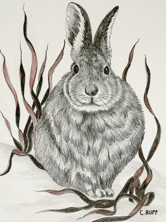 Solo Rabbit Canvas Print
