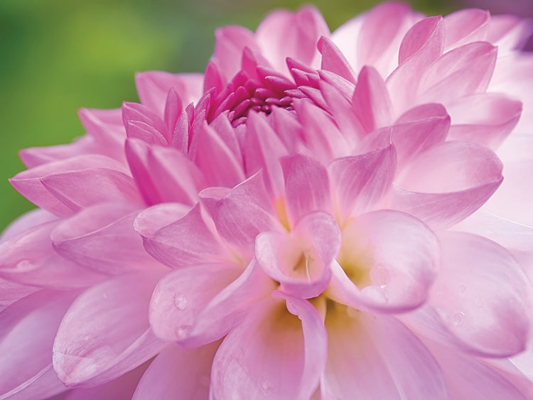 Cerise Pink Dahlia